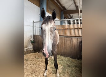 Deutsches Sportpferd, Wallach, 5 Jahre, 172 cm