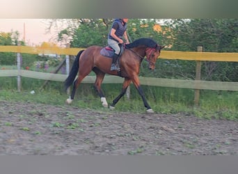 Deutsches Sportpferd, Wallach, 5 Jahre, 173 cm, Brauner