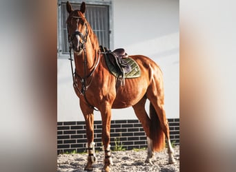 Deutsches Sportpferd, Wallach, 5 Jahre, 173 cm, Fuchs