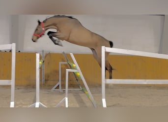 Deutsches Sportpferd, Wallach, 5 Jahre, 173 cm, Rotbrauner