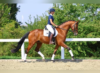 Deutsches Sportpferd, Wallach, 5 Jahre, 174 cm, Brauner