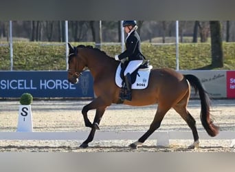 Deutsches Sportpferd, Wallach, 5 Jahre, 174 cm, Brauner