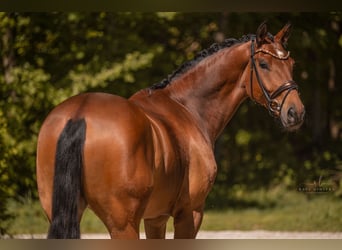 Deutsches Sportpferd, Wallach, 5 Jahre, 174 cm, Brauner
