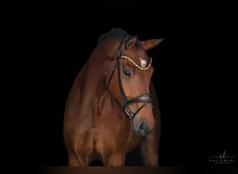 Deutsches Sportpferd, Wallach, 5 Jahre, 174 cm, Brauner