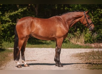 Deutsches Sportpferd, Wallach, 5 Jahre, 174 cm, Brauner
