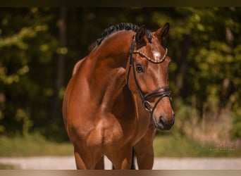 Deutsches Sportpferd, Wallach, 5 Jahre, 174 cm, Brauner