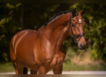 Deutsches Sportpferd, Wallach, 5 Jahre, 174 cm, Brauner