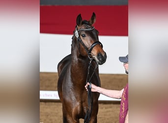 Deutsches Sportpferd, Wallach, 5 Jahre, 174 cm, Brauner