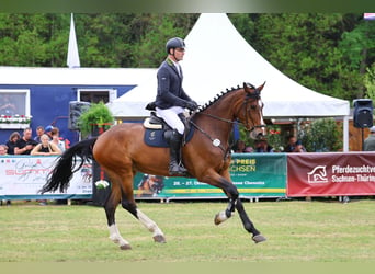 Deutsches Sportpferd, Wallach, 5 Jahre, 174 cm, Brauner