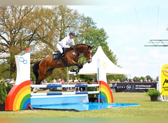 Deutsches Sportpferd, Wallach, 5 Jahre, 174 cm, Brauner