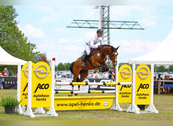 Deutsches Sportpferd, Wallach, 5 Jahre, 174 cm, Brauner