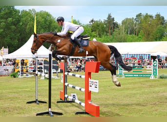 Deutsches Sportpferd, Wallach, 5 Jahre, 174 cm, Brauner