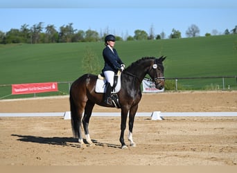 Deutsches Sportpferd, Wallach, 5 Jahre, 174 cm, Dunkelbrauner