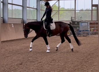 Deutsches Sportpferd, Wallach, 5 Jahre, 174 cm, Dunkelbrauner