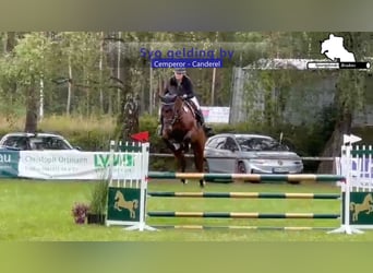 Deutsches Sportpferd, Wallach, 5 Jahre, 174 cm, Dunkelbrauner