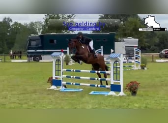Deutsches Sportpferd, Wallach, 5 Jahre, 174 cm, Dunkelbrauner