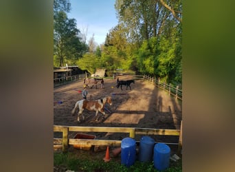 Deutsches Sportpferd, Wallach, 5 Jahre, 174 cm, Kann Schimmel werden