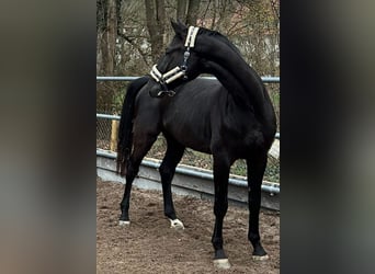 Deutsches Sportpferd, Wallach, 5 Jahre, 174 cm, Rappe