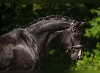 Deutsches Sportpferd, Wallach, 5 Jahre, 174 cm, Rappe