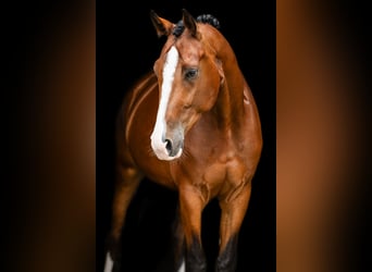 Deutsches Sportpferd, Wallach, 5 Jahre, 175 cm, Brauner