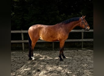 Deutsches Sportpferd, Wallach, 5 Jahre, 175 cm, Brauner