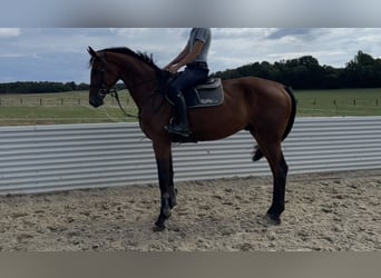 Deutsches Sportpferd, Wallach, 5 Jahre, 175 cm, Brauner