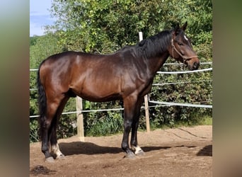 Deutsches Sportpferd, Wallach, 5 Jahre, 175 cm, Dunkelbrauner