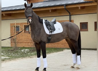 Deutsches Sportpferd, Wallach, 5 Jahre, 175 cm, Dunkelbrauner