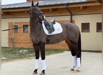 Deutsches Sportpferd, Wallach, 5 Jahre, 175 cm, Dunkelbrauner