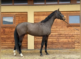 Deutsches Sportpferd, Wallach, 5 Jahre, 175 cm, Dunkelbrauner