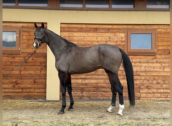 Deutsches Sportpferd, Wallach, 5 Jahre, 175 cm, Dunkelbrauner