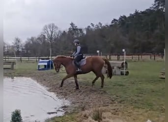 Deutsches Sportpferd, Wallach, 5 Jahre, 175 cm, Fuchs