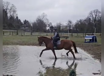 Deutsches Sportpferd, Wallach, 5 Jahre, 175 cm, Fuchs