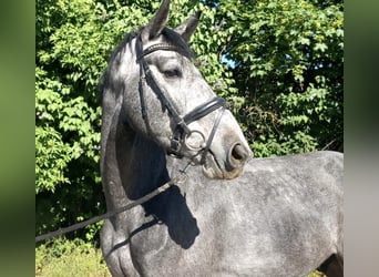 Deutsches Sportpferd, Wallach, 5 Jahre, 175 cm, Schimmel