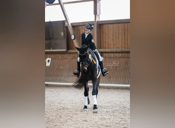 Deutsches Sportpferd, Wallach, 5 Jahre, 175 cm, Schwarzbrauner