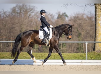 Deutsches Sportpferd, Wallach, 5 Jahre, 175 cm, Schwarzbrauner