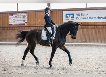 Deutsches Sportpferd, Wallach, 5 Jahre, 175 cm, Schwarzbrauner
