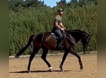 Deutsches Sportpferd, Wallach, 5 Jahre, 176 cm, Dunkelbrauner