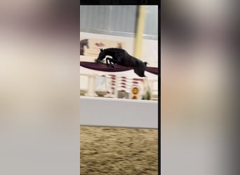 Deutsches Sportpferd, Wallach, 5 Jahre, 176 cm, Schwarzbrauner