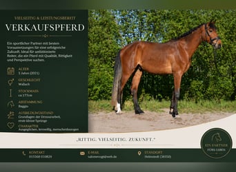 Deutsches Sportpferd, Wallach, 5 Jahre, 177 cm, Brauner