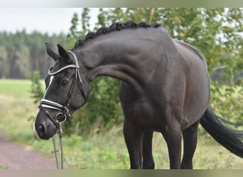 Deutsches Sportpferd, Wallach, 5 Jahre, 177 cm, Rappe