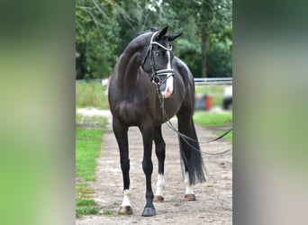 Deutsches Sportpferd, Wallach, 5 Jahre, 177 cm, Rappe
