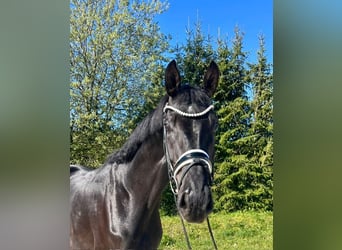 Deutsches Sportpferd, Wallach, 5 Jahre, 177 cm, Rappe