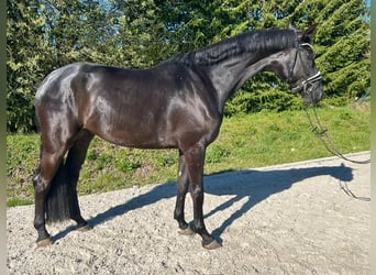 Deutsches Sportpferd, Wallach, 5 Jahre, 177 cm, Rappe