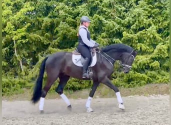 Deutsches Sportpferd, Wallach, 5 Jahre, 177 cm, Rappe
