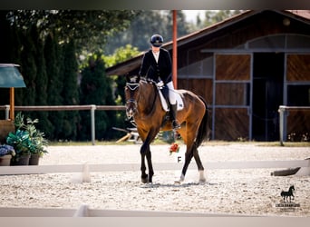 Deutsches Sportpferd, Wallach, 5 Jahre, 178 cm, Brauner