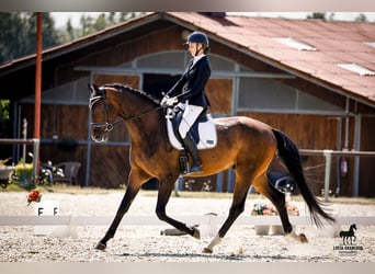 Deutsches Sportpferd, Wallach, 5 Jahre, 178 cm, Brauner