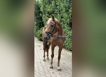 Deutsches Sportpferd, Wallach, 5 Jahre, 178 cm, Dunkelfuchs