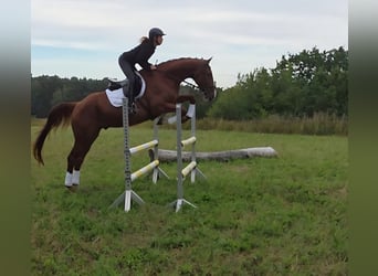 Deutsches Sportpferd, Wallach, 5 Jahre, 178 cm, Fuchs