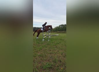 Deutsches Sportpferd, Wallach, 5 Jahre, 178 cm, Fuchs
